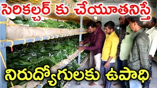 సం" పది బ్యాచ్ లు sericulture business telugu @MalleshAdla