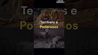 Leões de Tsavo: TERRÍVEIS e PERIGOSOS