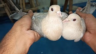 Fancy breeder pair pigeon Aaj dost Lekar Aaya Hai #masadbirds #breeder #pair