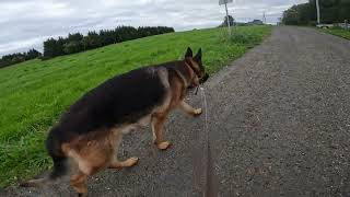 German shepherd on walk. Eros på tur. 04.09.2024. still you tubes most boring video part 2