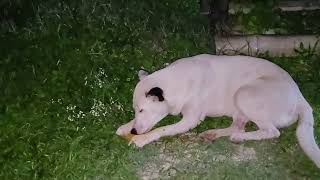 spot seh a the sweetest east Indian mango she eat from mango season start 😋 🐕🥭💯🇯🇲