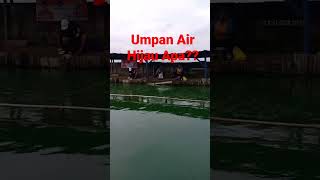 Umpan Air Hijau Apa??