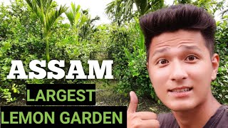 Assam Largest Lemon Garden 🔥 | SGRG VLOGS