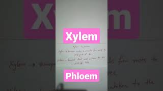 xylem vs phloem upsc #youtubeshorts