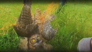 Saving injured owl and giving them a second chance at life | Animal rescue compilation