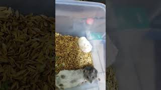 Hamster Rupa Rupa jenis lucu lucu#Shorts