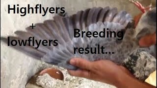 Highflyers + Lowflyers breeding result shok karain...