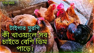 টাইগার মুরগি কি খাওয়ালে সবচাইতে বেশি ডিম পাড়ে 💥 / আমার মুরগিগুলোকে আমি কি খাওয়াই / Tisha Agro