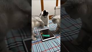 Funny Cats Trying to Catch Digital Fish #shorts