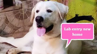 Labrador dog enter new home| #labrador #labradorretriever #labradorpuppy #dog #pets #doglover #fun