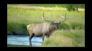 Bull Elk.. in the Gibbon river