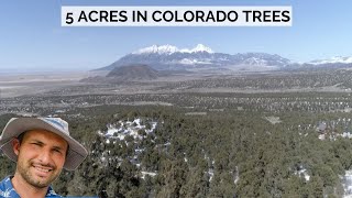 5 Acres in Colorado Trees