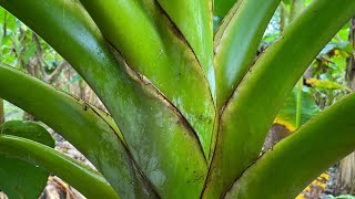 ESTRÉS EN CULTIVO DE PLÁTANO Y BANANO.