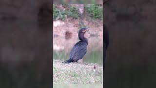 BIGUÁ, biguá una, mergulhão, urubu-d'água, cormorão, miuá, pata-d'água, corvo-marinho #short #shorts