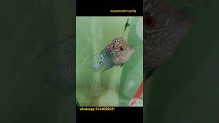 Monsterkok SRD & KML  for sale | whatsapp 9344828621|#flowerhorn #fish #aquarium #fishtank