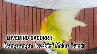 Masteran burung Lovebird,suara burung Lovebird ngekek panjang