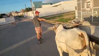 #16 amassando bezerros nelore hoje agente foi até a cidade