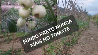 COMO EVITAR O FUNDO PRETO NO TOMATE  🍅