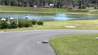 Turtle crossing the path in The Villages Florida. He's pretty fast!