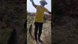 #fishing catching rohu fish by 3 hook fishing#rohufish