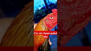 Ciri ciri ayam pukul jalu