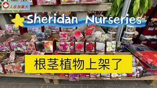 Sheridan Nurseries的根茎植物上架了/芍药和大丽花的种植方法