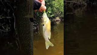 #Shorts #Snippet from my last #CreekFishing Trip. #fishing #panfish