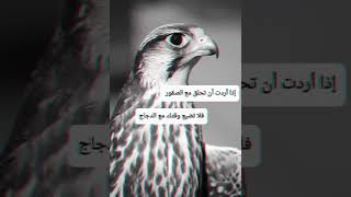 مقال:إن أردت أن تحلق مع الصقور فلا تضيع وقتك مع الدجاج #لايك❤👍#فولو➕