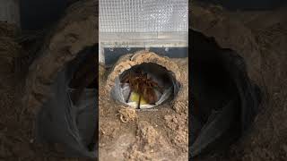 World’s biggest spider laying eggs🍳Theraphosa stirmi (Burgundy Goliath Birdeater) making an eggsac