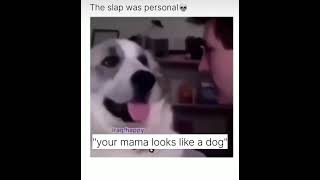 Doggo took that personally