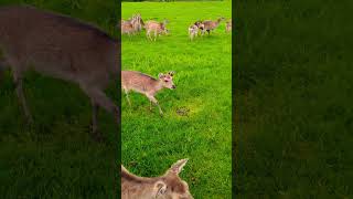 What A Fun Day Out! 🦌#family #funny #youtubeshorts #shorts #animals