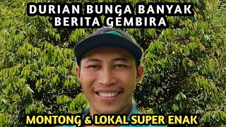 DURIAN MONTHONG HAMPIR BERBUAH || MELIHAT DURIAN LOKAL SUDAH KELUARKAN BUNGA BANYAK