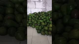 JOSS! HIJAU TUA MENGGUNUNG HARGA BUAH ALPUKAT RP 28 RIBU PER KILO DI BALARAJA TANGERANG!!