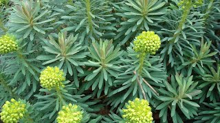 PIANTE DA SECCO 🌱☀️💪Ed ecco l'Euphorbia characias, ormai una pianta che va bene anche al nord