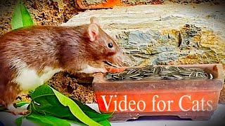 Funny Mouse Running Video With Soothing Piano Music Your Cat Loves