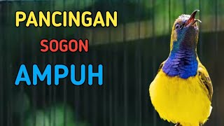 🔴 PANCINGAN SOGON AMPUH PASTI LANGSUNG NYAUT