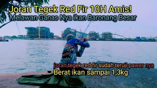 Review Dan Tes Joran Red Fir 10H, Jos Banget Langsung Di Hajar ikan Baronang Besar