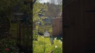 Ducks enjoying their life in our cottage garden 🌱🪿 #cottagecore