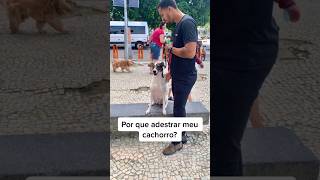 Adestrar é um ato de amor! #caioadestrador #shorts #cachorro #adestramento #cão #cachorrinho