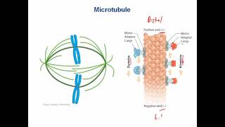 Biochemistry cellular