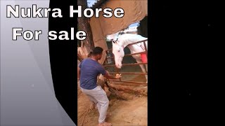 Nukra Horse For Sale || Ashal Aadshah