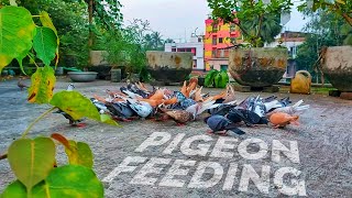 Feeding My Pigeons on the Rooftop 🕊️ A Heartwarming Moment