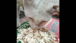 Kucing Putih Makan Nasi Putih?