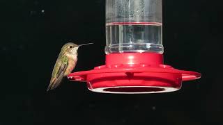 Rufous Hummingbird