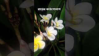 কাঠগোলাপ