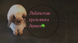 🐰Карликовый кролик: надо значит На-До | Смешные животные