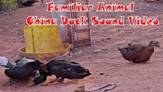 wildlife animal duck sound video