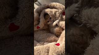 Funniest and cutest kitten of all #cat #kitten #cute #kitty #cutecat #kittten #funny #pets