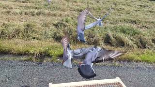 youngbirds 16 mile trainer , out and away for home