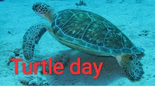 World turtle day//whatsApp status